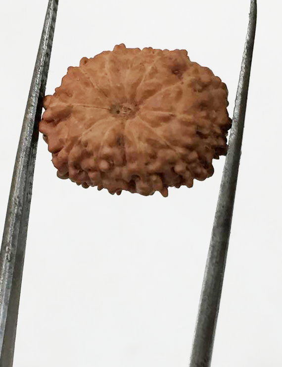 11 Mukhi Indonesia Certified Rudraksha- size - 13.50 mm